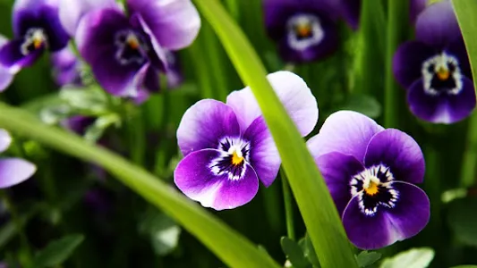 Violet Wallpapers screenshot 22
