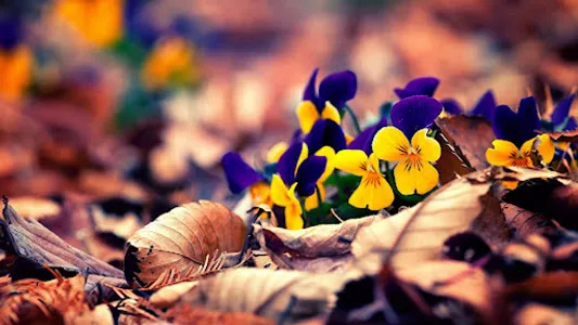 Violet Wallpapers screenshot 23