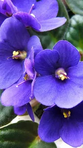 Violet Wallpapers screenshot 4