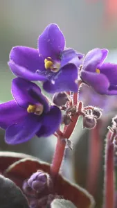 Violet Wallpapers screenshot 7