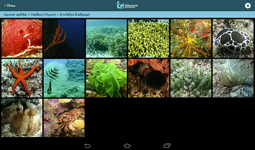 Dive in our Islands screenshot 4