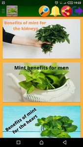 health benefits of mint screenshot 1