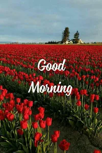 Good Morning & Flowers - Image screenshot 5
