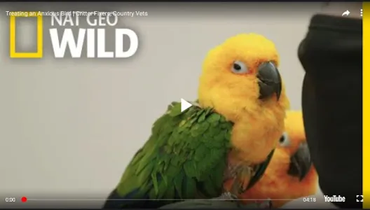 NatGeo Wild HD screenshot 7