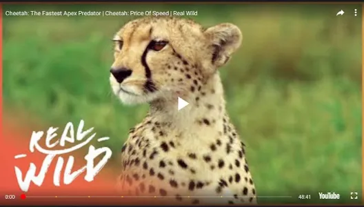 Wildlife HD screenshot 14