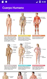 Cuerpo Humano screenshot 0