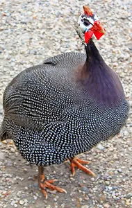Guinea Fowl Sounds & Calls screenshot 0