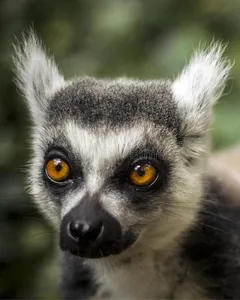 Lemur Sounds screenshot 0
