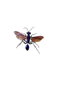 Agro-Insects - कीट ज्ञान screenshot 0