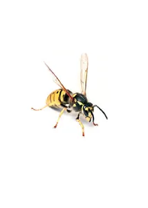 Agro-Insects - कीट ज्ञान screenshot 1