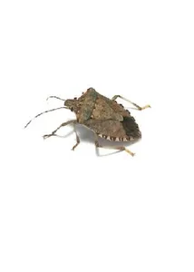 Agro-Insects - कीट ज्ञान screenshot 2