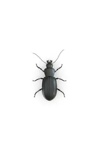 Agro-Insects - कीट ज्ञान screenshot 3
