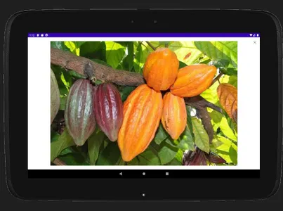 Dicionário Karipuna screenshot 11