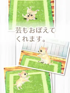 癒しの子犬育成ゲーム〜チワワ編〜 screenshot 12