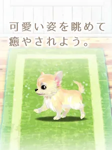 癒しの子犬育成ゲーム〜チワワ編〜 screenshot 14