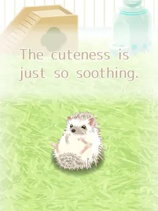 Hedgehog Pet screenshot 8