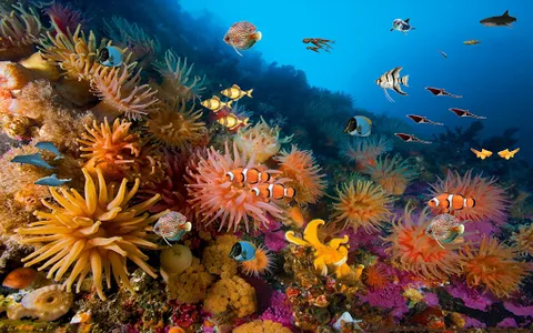 Coral reef live wallpaper screenshot 2