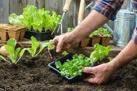 Learn Gardening screenshot 3