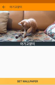움직이는 고양이 배경화면(CatLiveWallPaper screenshot 0