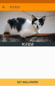 움직이는 고양이 배경화면(CatLiveWallPaper screenshot 2