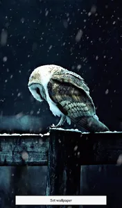 Live Owl Wallpaper screenshot 5