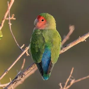Lovebirds screenshot 0
