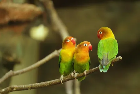 Lovebirds screenshot 2