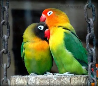 Lovebirds screenshot 3