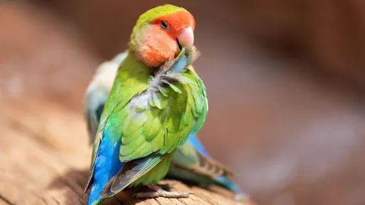 Lovebirds screenshot 4