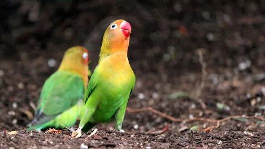 Lovebirds screenshot 5