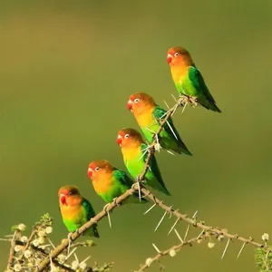 Lovebirds screenshot 6