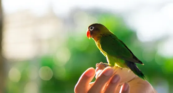 Lovebirds screenshot 7