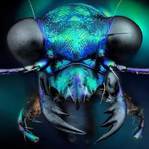 MACRO EXTREMO FOTOS screenshot 1