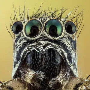 MACRO EXTREMO FOTOS screenshot 2