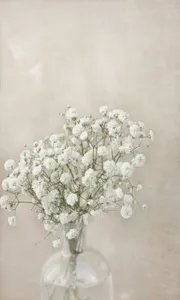 White Background Wallpaper HD screenshot 7