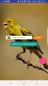 Canário Belga Fibra screenshot 0