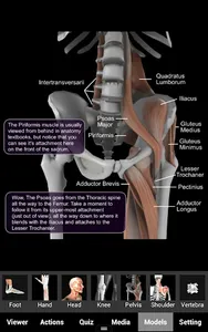 Muscle and Bone Anatomy 3D screenshot 3