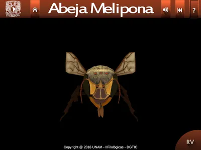Abejas mayas screenshot 5