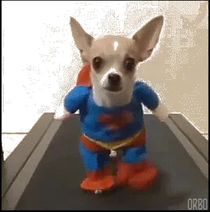 LIve Dog GIF Wallpaper screenshot 0