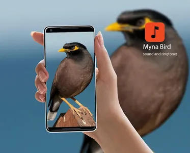 Myna Bird Calls screenshot 0