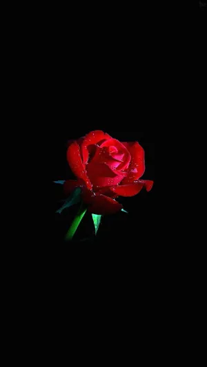 Rose wallpapers and background screenshot 3