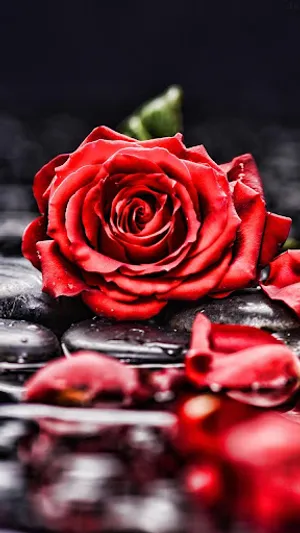 Rose wallpapers and background screenshot 4