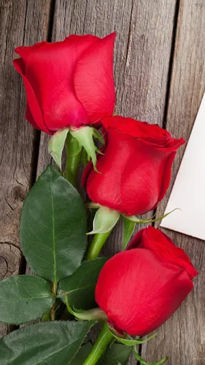 Rose wallpapers and background screenshot 6