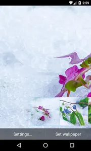 Frost flowers Wallpaper screenshot 1