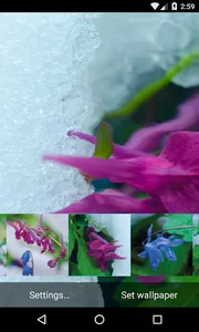 Frost flowers Wallpaper screenshot 3