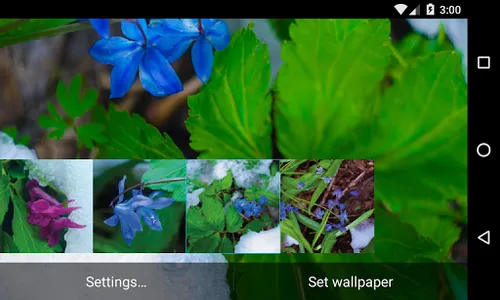 Frost flowers Wallpaper screenshot 4