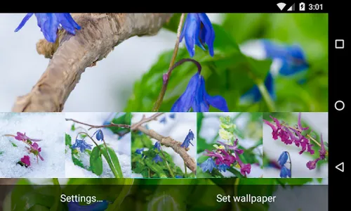 Frost flowers Wallpaper screenshot 6