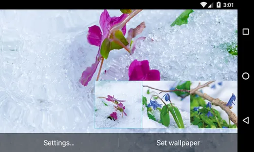 Frost flowers Wallpaper screenshot 7