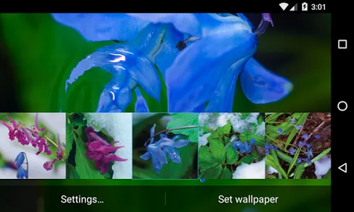 Frost flowers Wallpaper screenshot 9