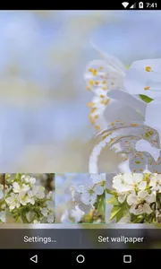 Flowering cherry Wallpaper screenshot 2